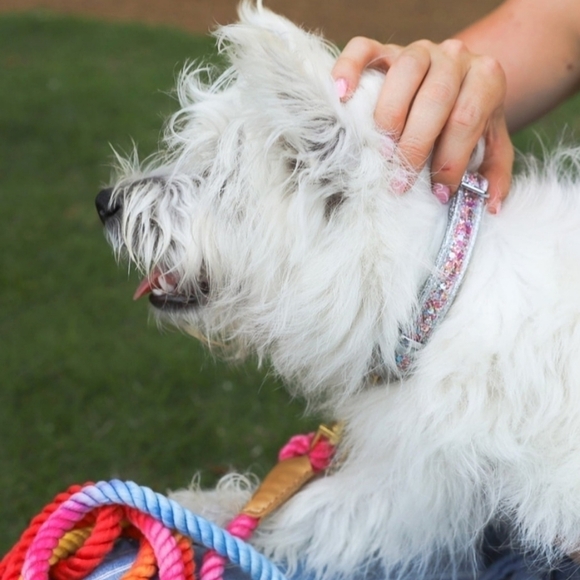 Packed Party Fashion Throw Confetti  Glitter Silver Dog Cat Pet Collar Size XS - Picture 10 of 12